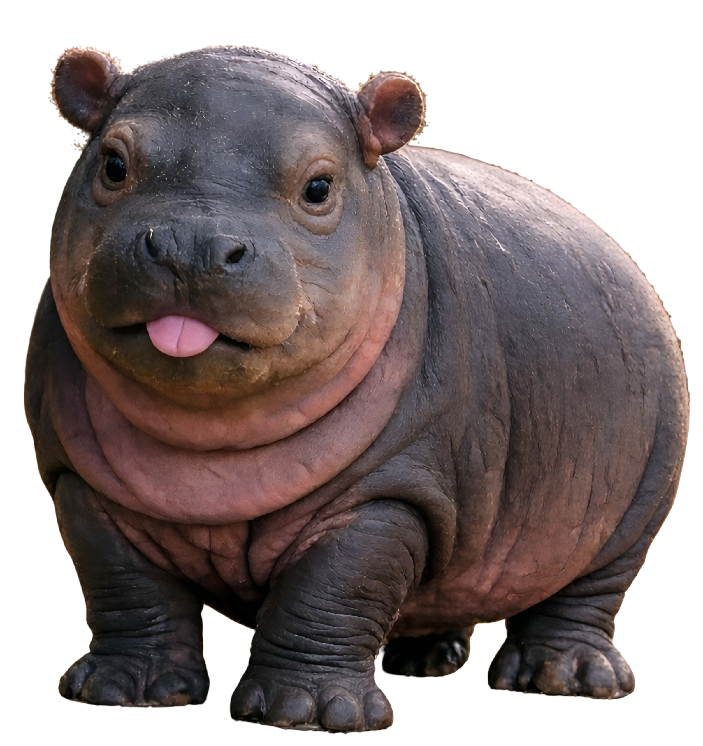 Hippo Bean Character