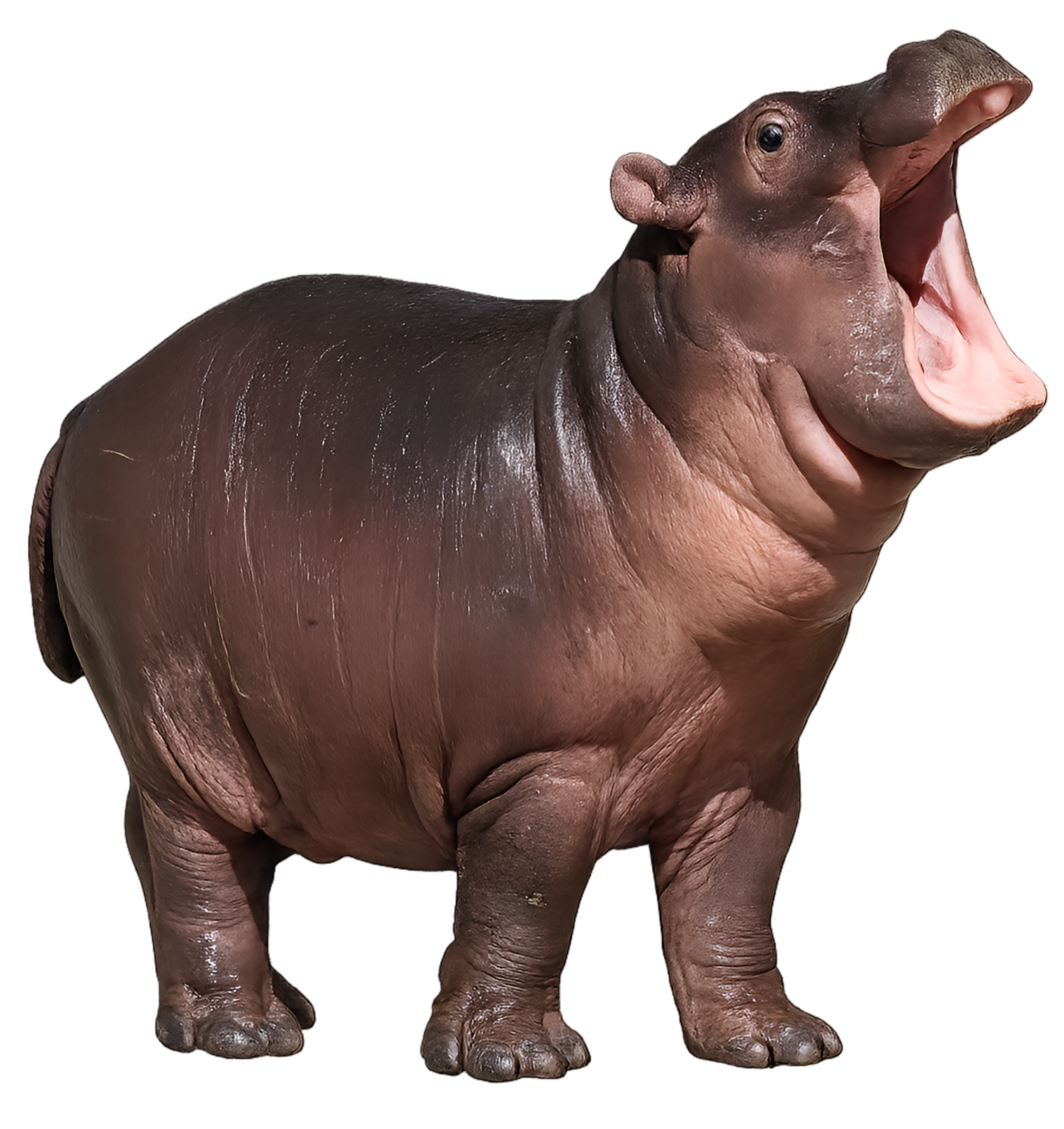 Hippo